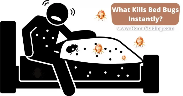 ❤️What Kills Bed Bugs Instantly? (My Tested Ways With Example)