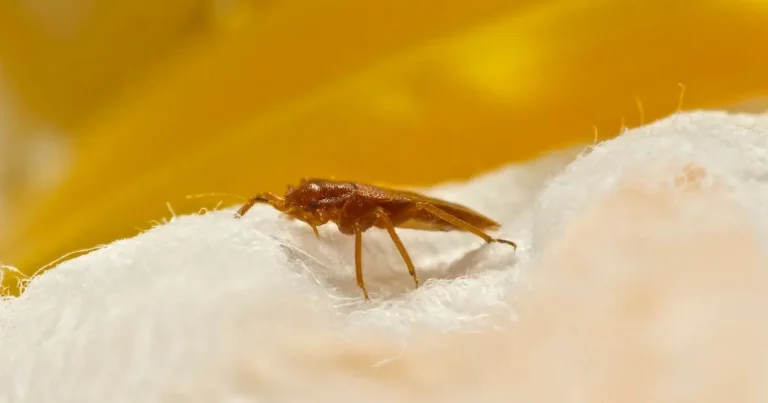 Does Windex Kill Bed Bugs? (Here Are The Facts!)