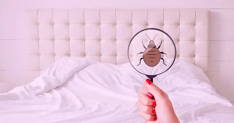 How To Get Rid Of Purple Mattress Bed Bugs (Quick And Easily!)