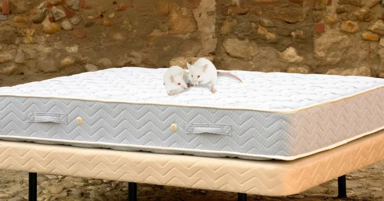 Can Mice Live In Mattresses? (Checked)