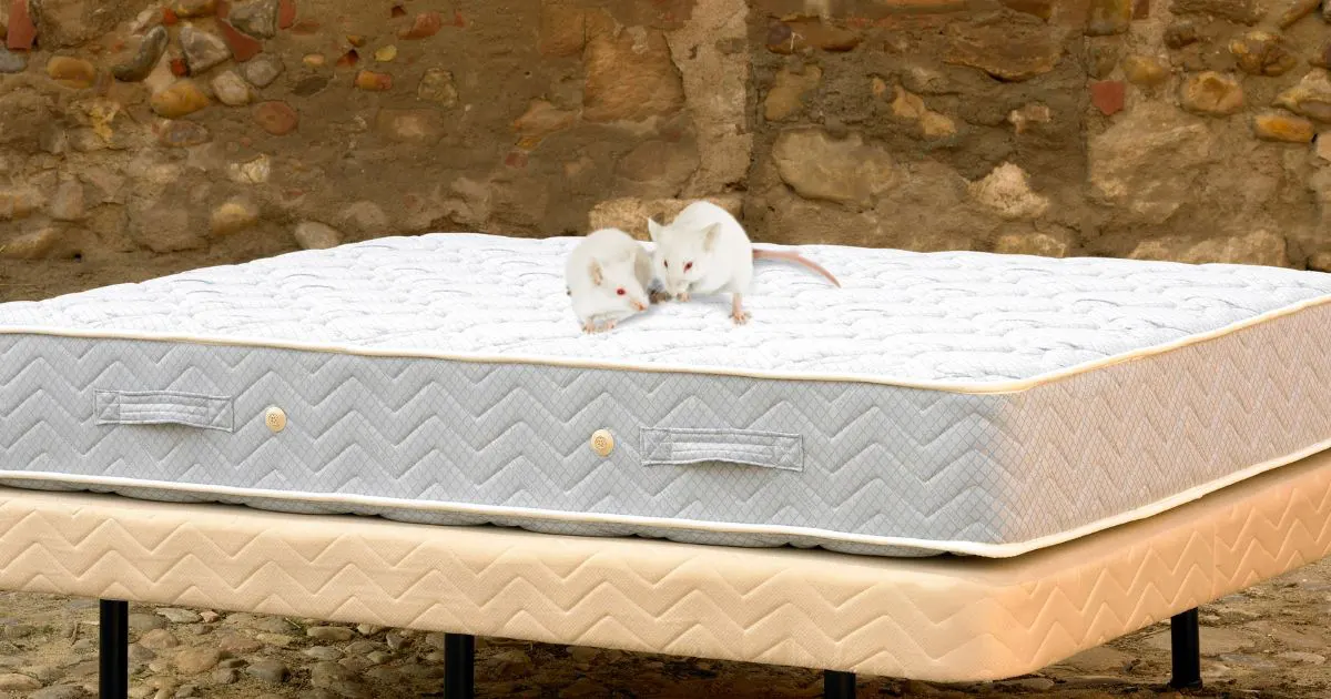 Can Mice Live In Mattresses
