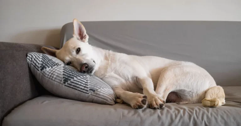 How Long Do Couches Last With Dogs? (by Experts!)