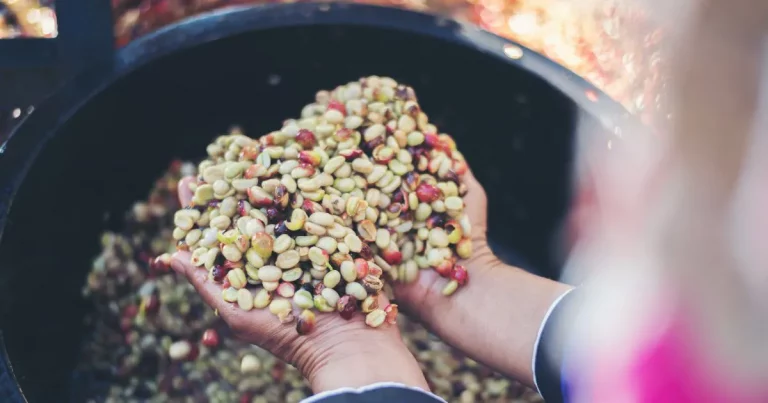 Wash Green Coffee Beans Before Roasting (Quick Facts!)