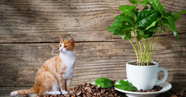 Are Coffee Plants Toxic to Cats? (REVEALED!)